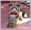 13 weeks!  What did your Yorkie weigh?-15583_309268882517700_852041983_n.jpg