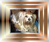 Blonde yorkies??-mia-frame-full-coat-nov-25-2012_800x685.jpg