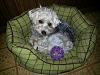 Teapot Yorkies ! please post pics.-avery-bed-resized.jpg