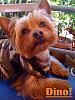Teapot Yorkies ! please post pics.-photo-5-.jpg