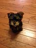 Yorkies born November 2012-photo-2-.jpg