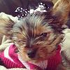 Yorkies born November 2012-image.jpg