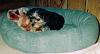 What is the oldest pic you have of your yorkie??-scan-1.jpg