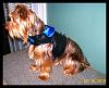 Oscar's New Vest Harness-026ab.jpg