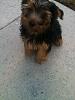 First time Yorkie owner with a few questions-598571_379101122164644_1977407277_n.jpg