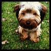First time Yorkie owner with a few questions-photo-16.jpg