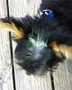 First time Yorkie owner with a few questions-securedownload-smartphone-smartphone.jpg