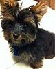 First time Yorkie owner with a few questions-max-smartphone-smartphone.jpg