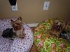 Who says Cloud 9 beds are for dogs only???-dscn1619.jpg