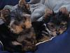 Meet Chase and Cash ~ we're newbies-dsc07214_mini-3.jpg