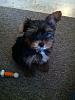 Welcome new yorkie babies!-bentley-2.jpg