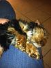 Welcome new yorkie babies!-photo-3.jpg