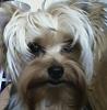 Cotton Coated Yorkshire terrier?-fluffed.jpg