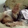 updated pics of ms diva zooey-372.jpg