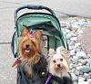 3 wheel or 4 wheel stroller?-zoe-lola.jpg