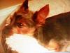 Is my benny a Yorkie or a mix?-sam_0535-copy.jpg