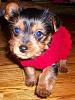 is my yorkie pure breed-image.jpg