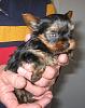 is my yorkie pure breed-img_0017.jpg