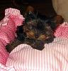 is my yorkie pure breed-img_0046-copy.jpg