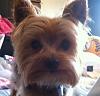 How old is your Yorkie (s)-georgie-boy2.jpg