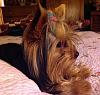 How old is your Yorkie (s)-image.jpg