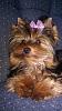 How old is your Yorkie (s)-imag1643.jpg