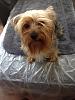 How old is your Yorkie (s)-orion-fresly-bathed.jpg