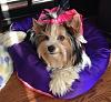 How old is your Yorkie (s)-jersey-resixe.jpg