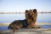 How old is your Yorkie (s)-_mg_1175.jpg