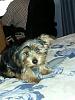 How old is your Yorkie (s)-img-20130204-wa0001.jpg
