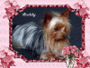 How old is your Yorkie (s)-myphoto.gif