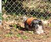 Oh Mr Hawk-outside-3-10-2013.jpg