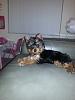 Is my yorkie the only one that snores at night??-20130310_212711.jpg