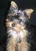 Wondering about my yorkie..-photo-4.jpg