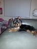 Wondering about my yorkie..-20130310_212711.jpg