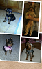 Wondering about my yorkie..-collage-2013-02-25-15_22_09.png