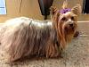 New yorkie owner here! Question about color...-4b0a2157567b7b1fb66fb759e206c416.jpg