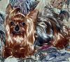 Did you adopt a Rescued Yorkie?-6823_141318301854_7949720_n.jpg