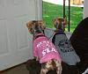 Did you adopt a Rescued Yorkie?-032.jpg