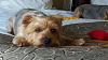 Did you adopt a Rescued Yorkie?-248726_10150261223752246_509922245_8809785_6814700_n.jpg