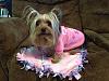 YorkieTalk Fundraiser Raffle 2013! RAFFLE TICKETS ON SALE NOW!-moka.jpg