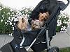 about pet strollers-cimg3634.jpg