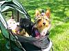 about pet strollers-pet-gear-stroller.jpg