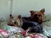8-10 Yorkies Pictures/Comments-img_20130318_114229.jpg