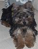 6 Month Old Yorkie Photos?-sweet-sophie.jpg