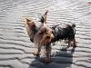 6 Month Old Yorkie Photos?-3.jpg