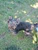 6 Month Old Yorkie Photos?-1.jpg