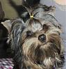 6 Month Old Yorkie Photos?-2.jpg