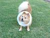 Puppy advice after neuter-l.jpg