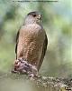 Worried about this hawk!-coopershawk.jpg
